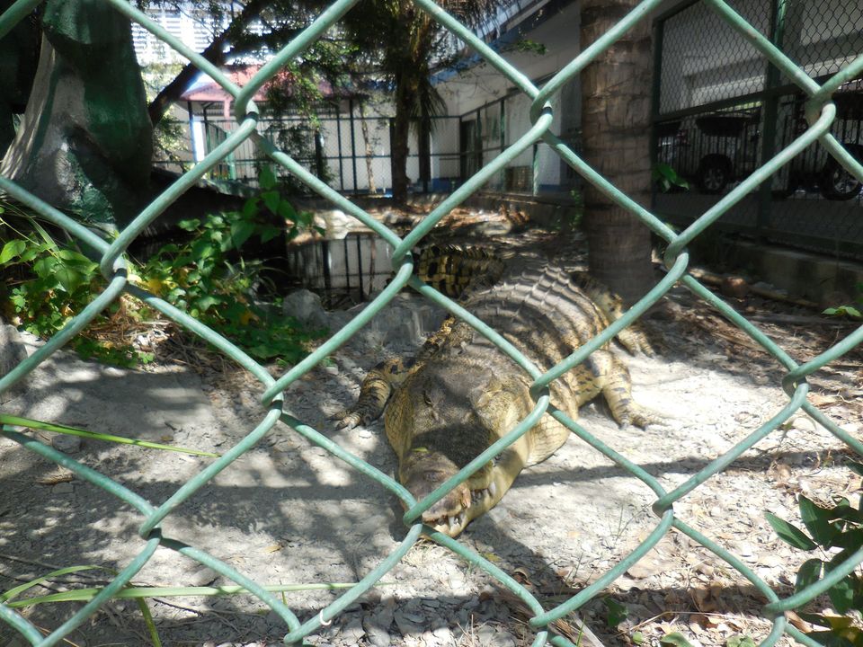 Image of a crocodile behind a caged fence