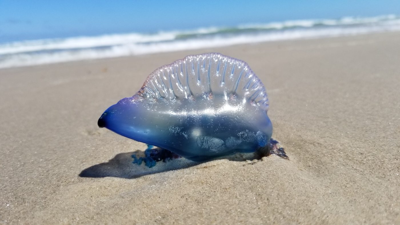 photo of Jellyfish